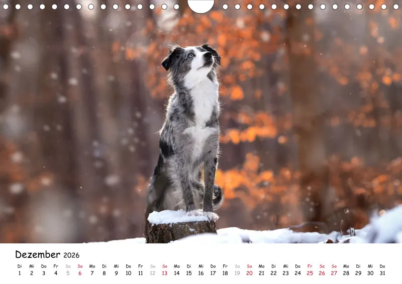 Miniature Australian Shepherd 2026 A4