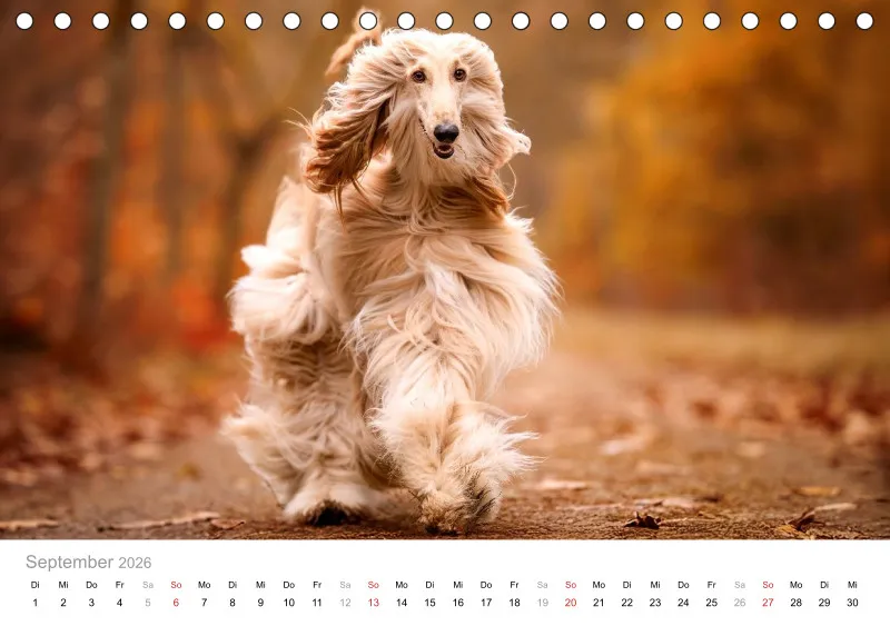 Windhunde Tischkalender 2026 A5