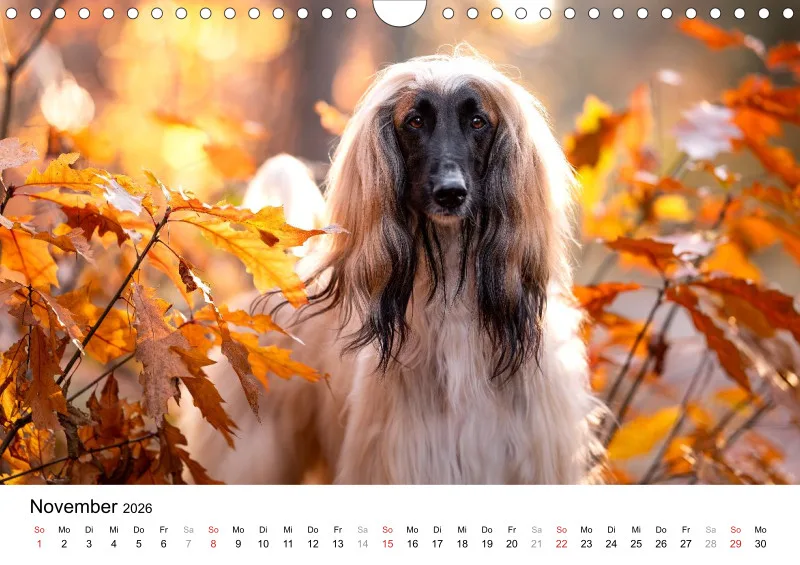 Windhunde Kalender 2026 A4
