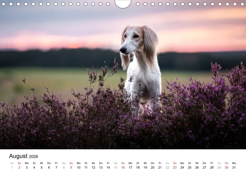Windhunde Kalender 2026 A4