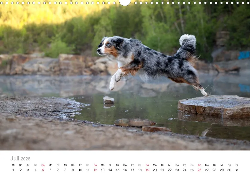 Miniature Australian Shepherd Kalender 2026 A3