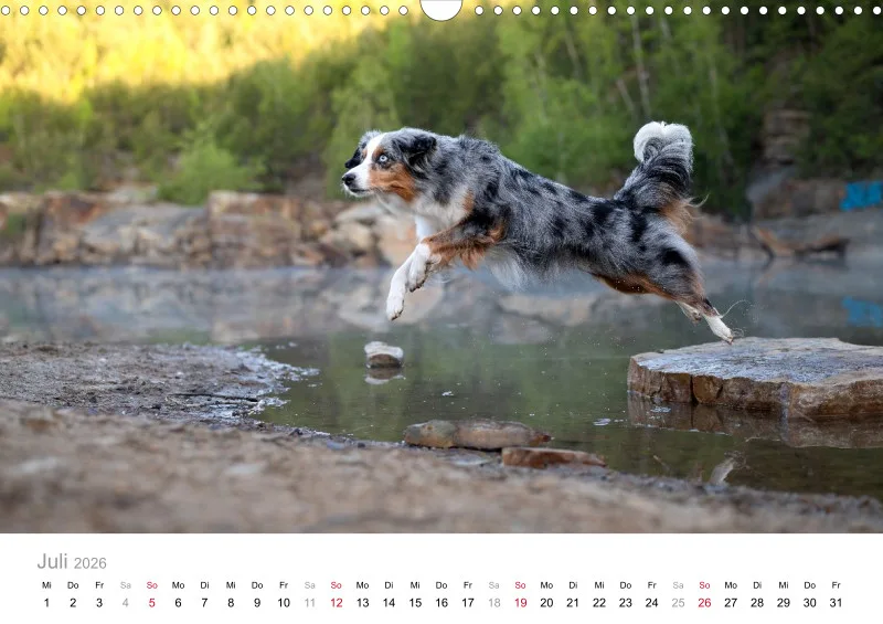 Miniature Australian Shepherd Kalender 2026 A3