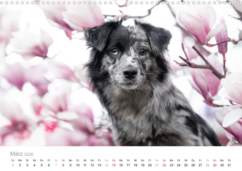 Miniature Australian Shepherd Kalender 2026 A3