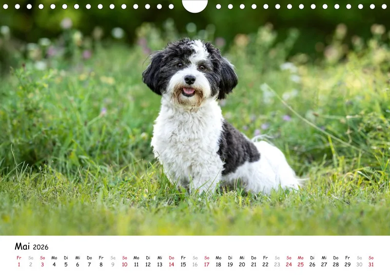 Havaneser Kalender 2026 A4
