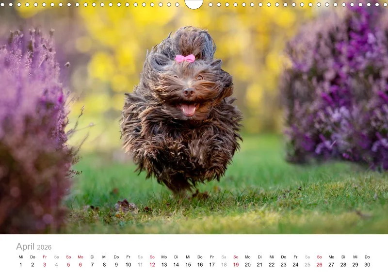 Havaneser Kalender 2026 A3