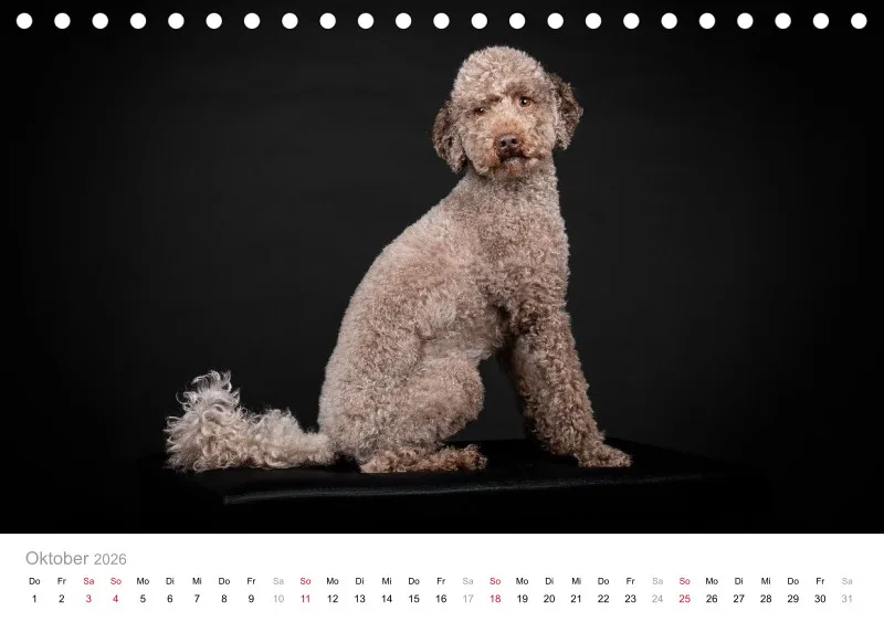 Elegance Unleashed Portraits on Black Tischkalender 2026 A5