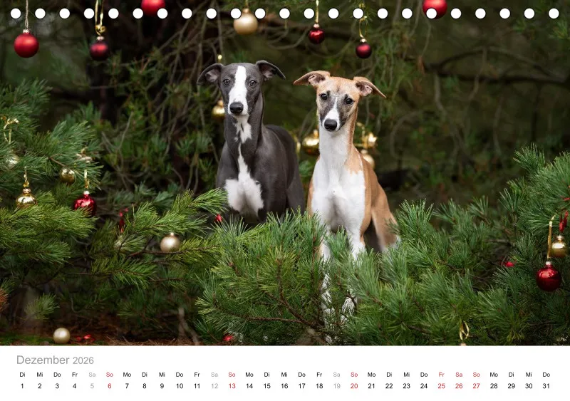 Windhunde Tischkalender 2026 A5