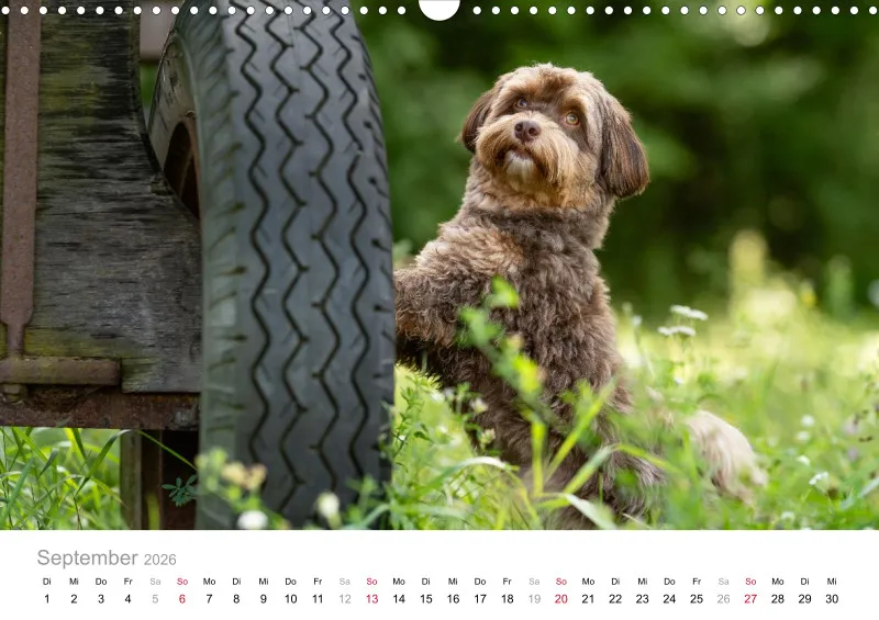 Havaneser Kalender 2026 A3