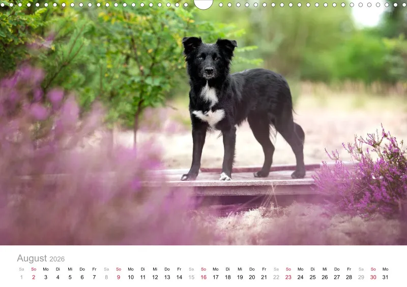 Miniature Australian Shepherd Kalender 2026 A3
