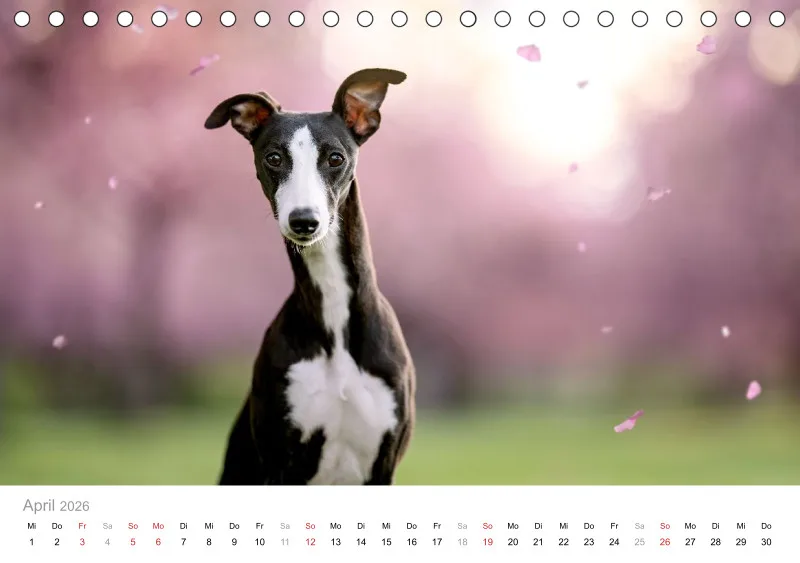 Windhunde Tischkalender 2026 A5