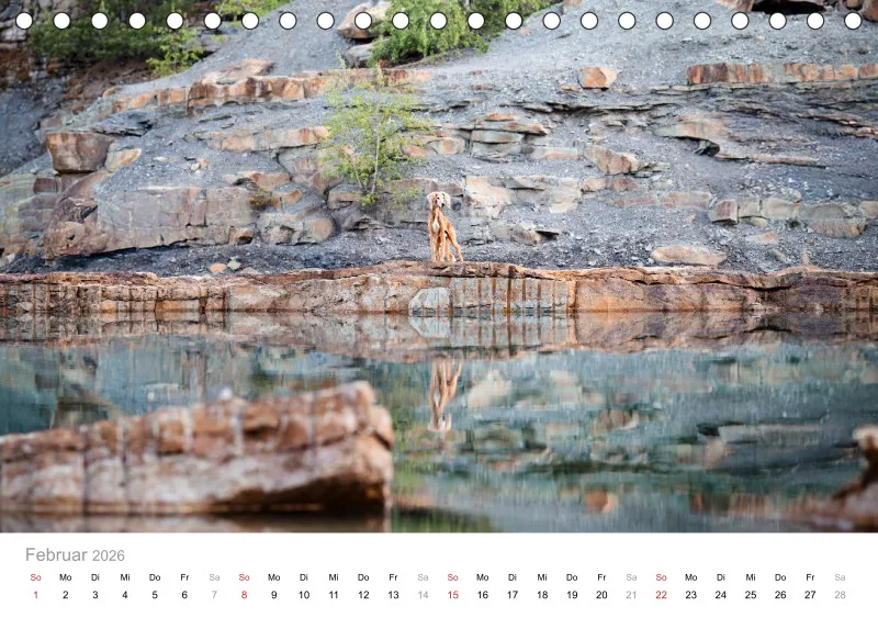 Windhunde Tischkalender 2026 A5