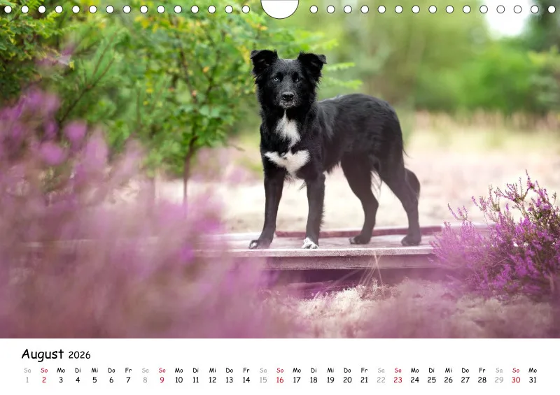 Miniature Australian Shepherd 2026 A4