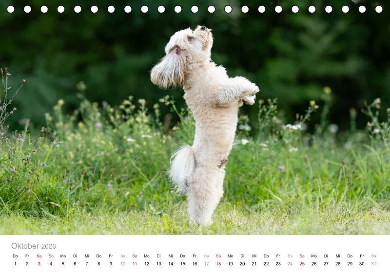 Havaneser Tischkalender 2026 A5
