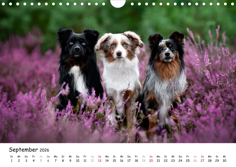 Miniature Australian Shepherd 2026 A4