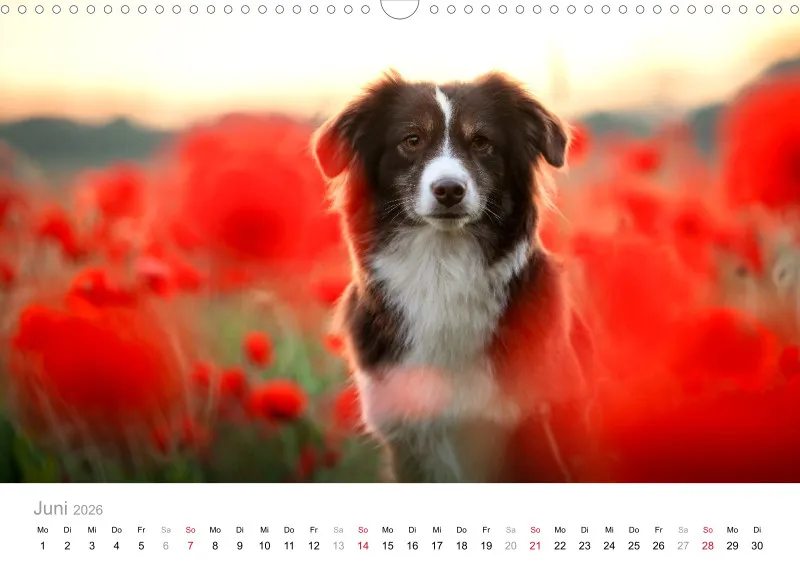 Miniature Australian Shepherd Kalender 2026 A3