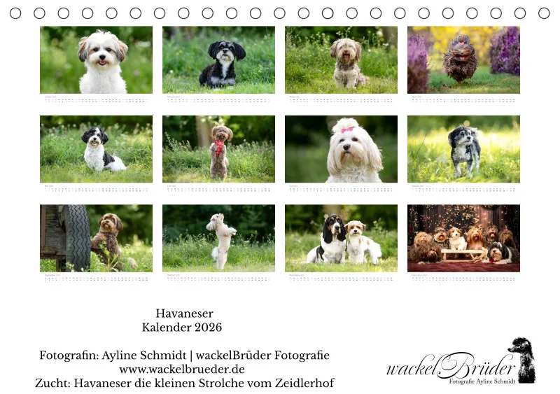 Havaneser Tischkalender 2026 A5