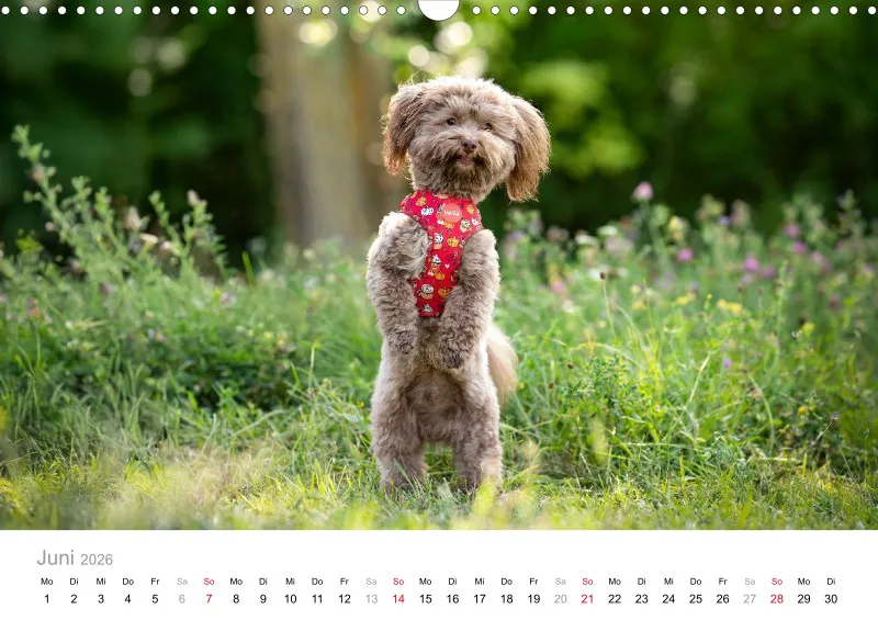 Havaneser Kalender 2026 A3