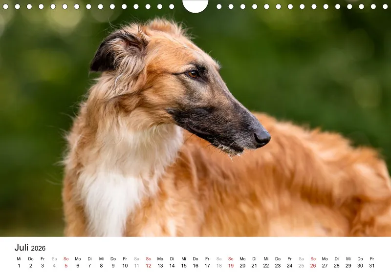 Windhunde Kalender 2026 A4
