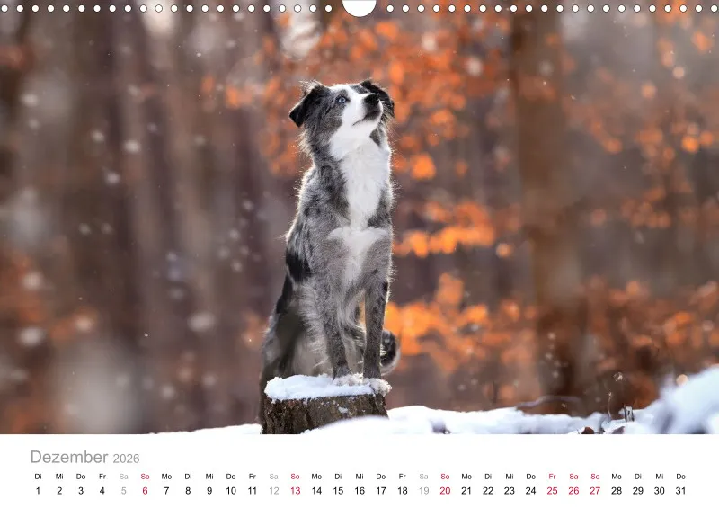 Miniature Australian Shepherd Kalender 2026 A3