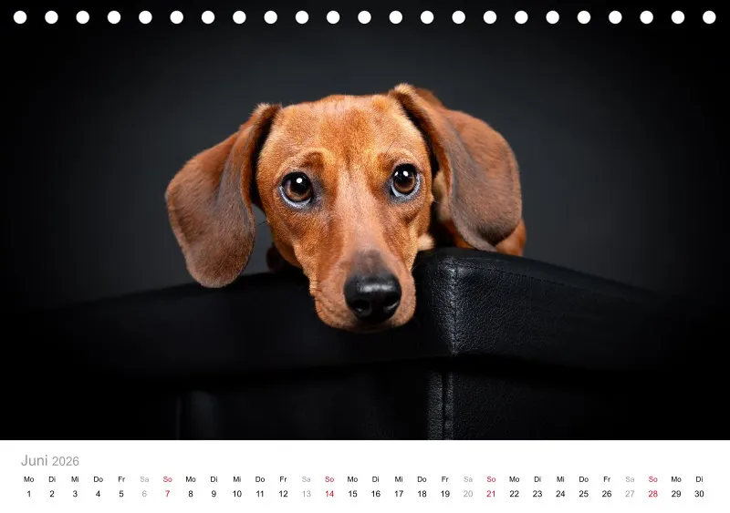 Elegance Unleashed Portraits on Black Tischkalender 2026 A5