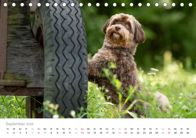 Havaneser Tischkalender 2026 A5