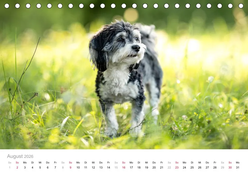 Havaneser Tischkalender 2026 A5