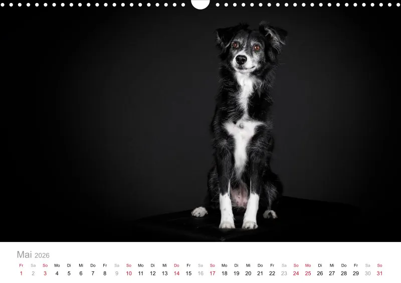Miniature Australian Shepherd Kalender 2026 A3