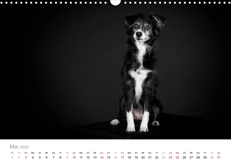 Miniature Australian Shepherd Kalender 2026 A3