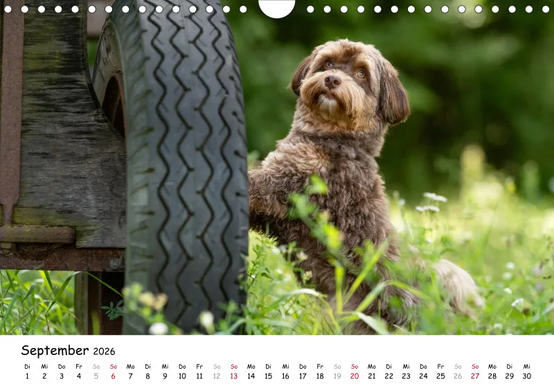 Havaneser Kalender 2026 A4