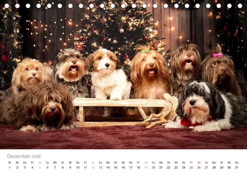 Havaneser Tischkalender 2026 A5