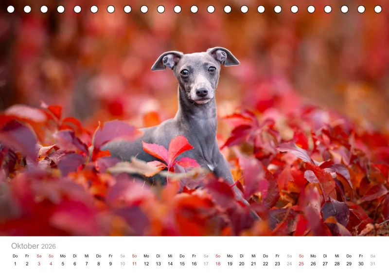 Windhunde Tischkalender 2026 A5