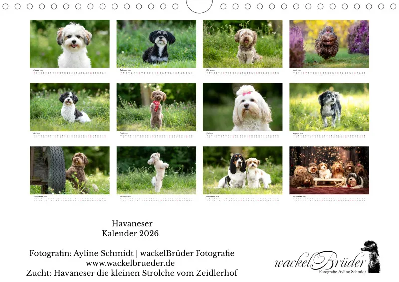 Havaneser Kalender 2026 A4