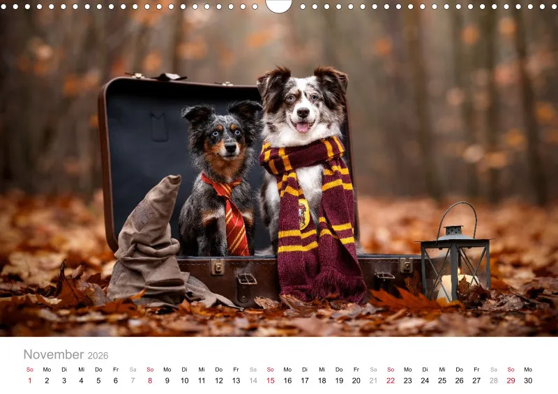 Miniature Australian Shepherd Kalender 2026 A3