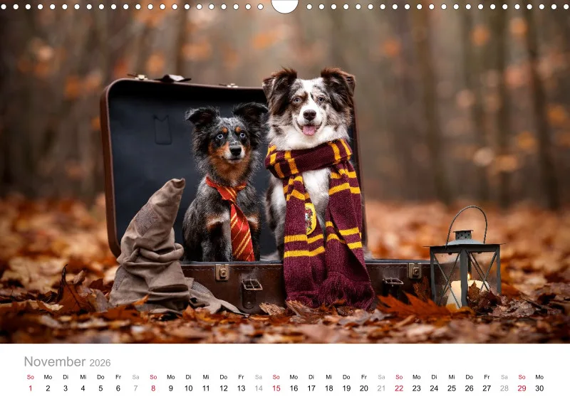 Miniature Australian Shepherd Kalender 2026 A3