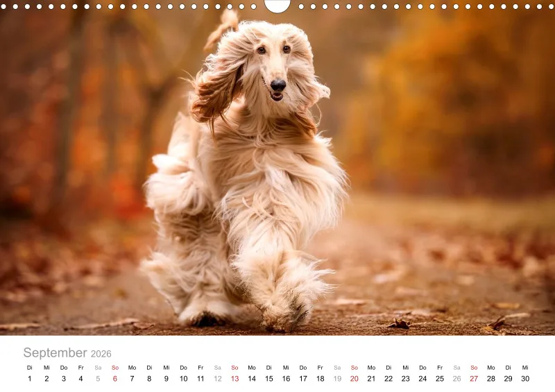 Windhunde Kalender 2026 A3