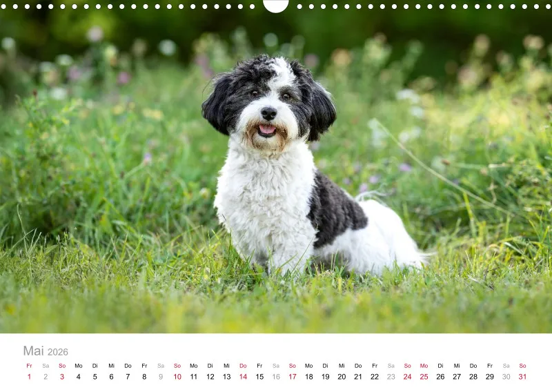 Havaneser Kalender 2026 A3