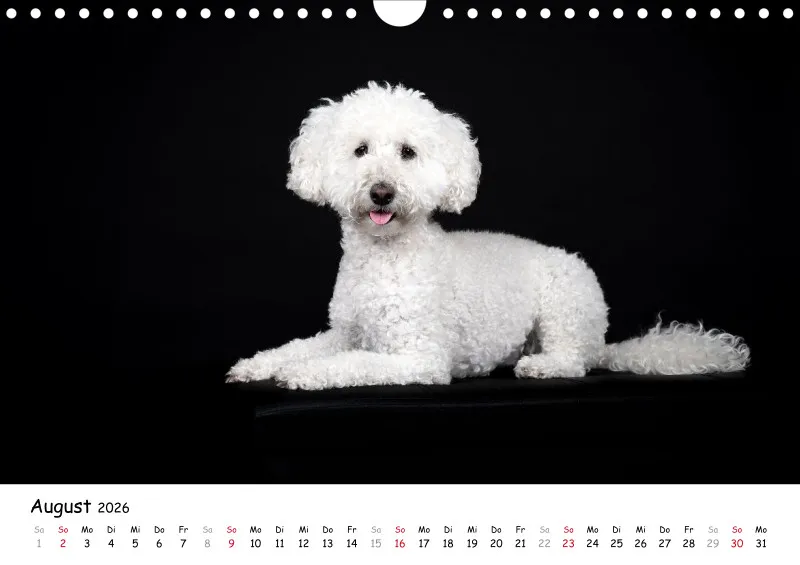 Elegance Unleashed Portraits on Black Kalender 2026 A4