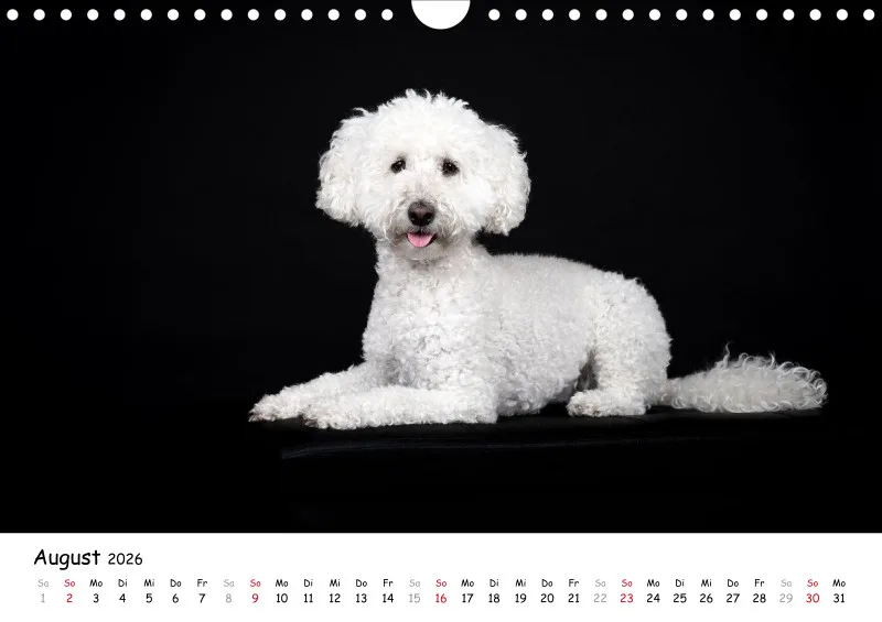 Elegance Unleashed Portraits on Black Kalender 2026 A4