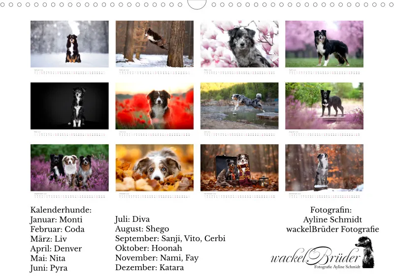 Miniature Australian Shepherd Kalender 2026 A3