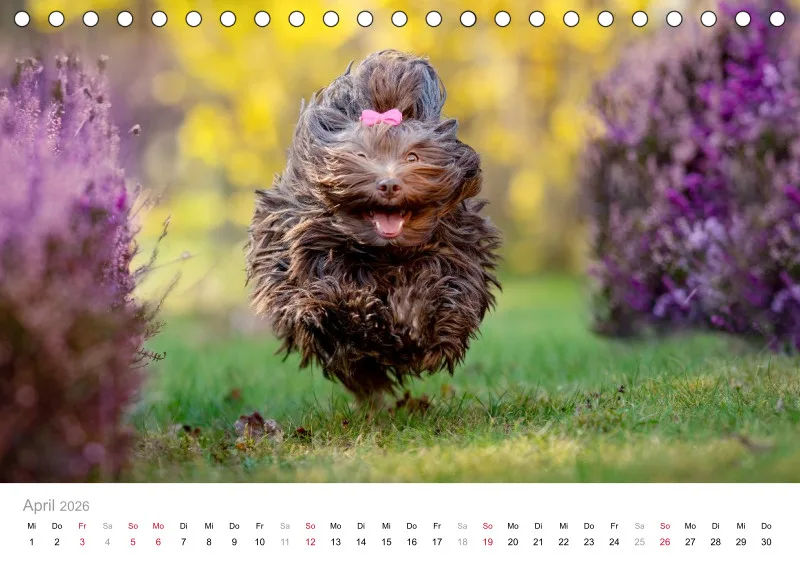 Havaneser Tischkalender 2026 A5