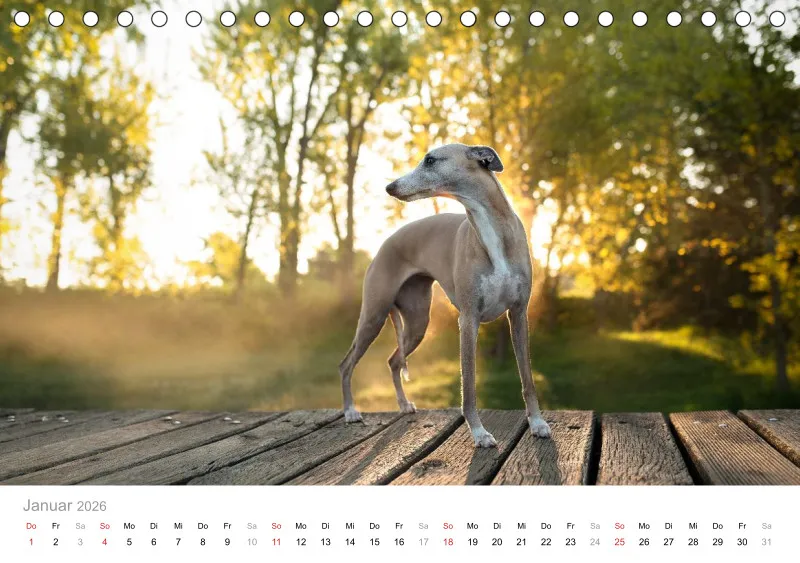 Windhunde Tischkalender 2026 A5