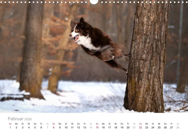Miniature Australian Shepherd Kalender 2026 A3
