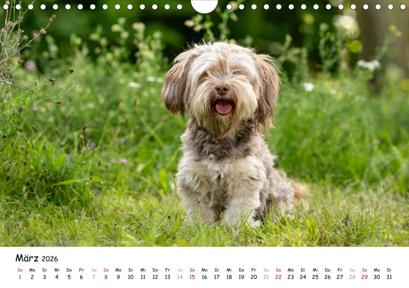Havaneser Kalender 2026 A4
