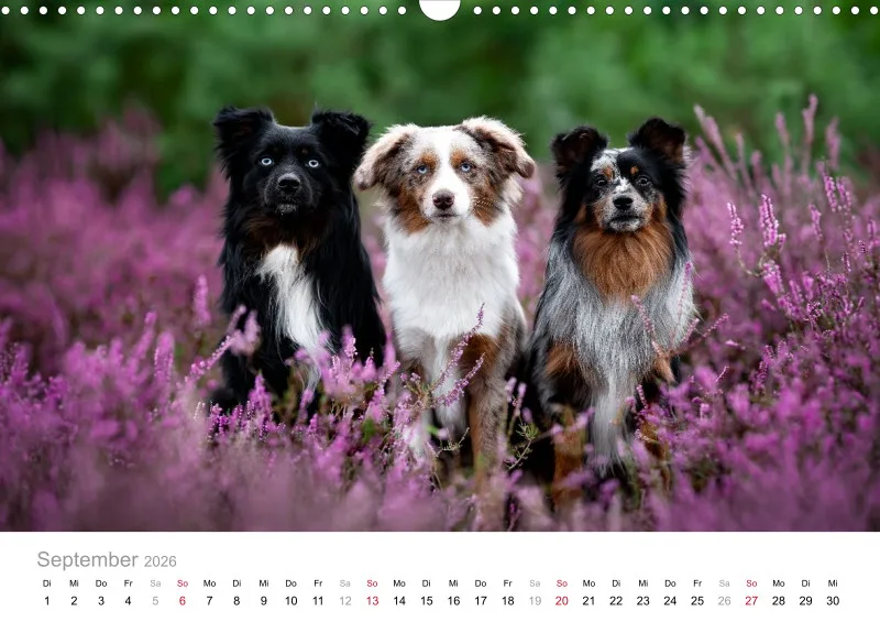 Miniature Australian Shepherd Kalender 2026 A3