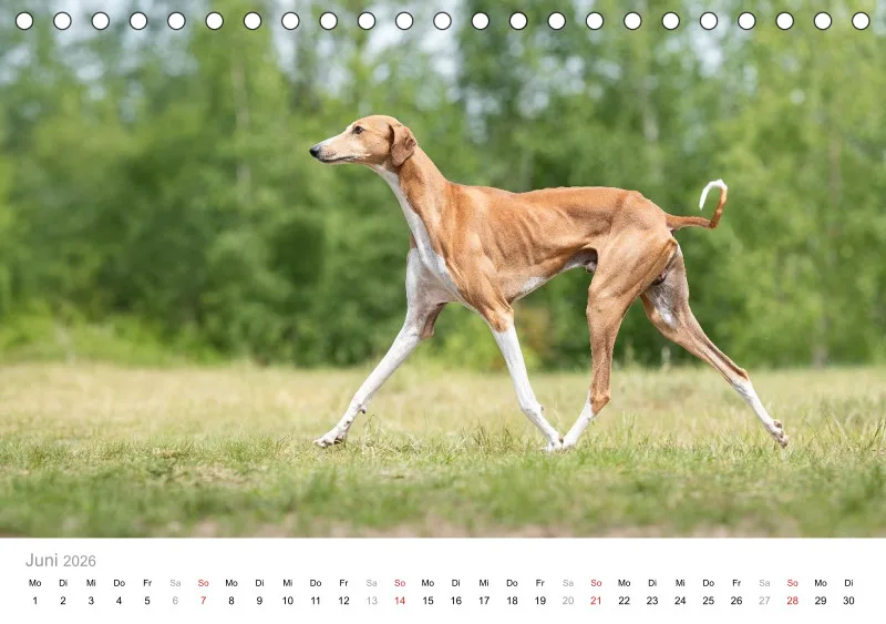 Windhunde Tischkalender 2026 A5