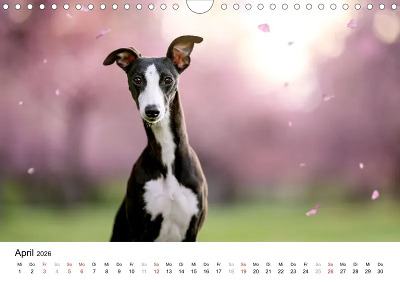Windhunde Kalender 2026 A4