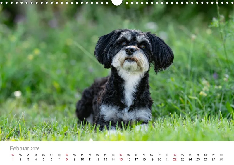 Havaneser Kalender 2026 A3