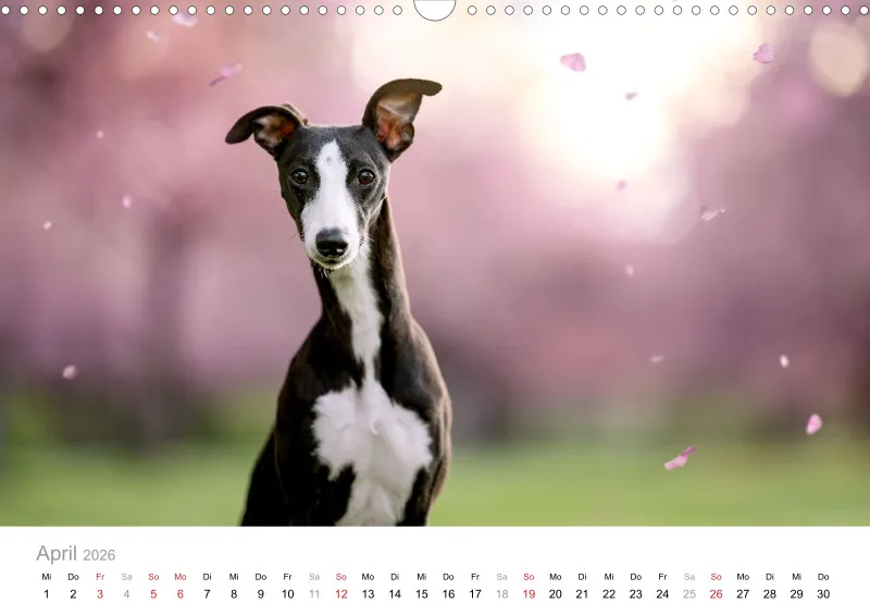 Windhunde Kalender 2026 A3