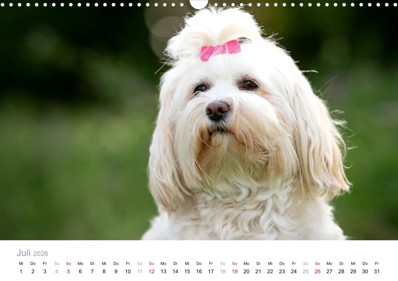 Havaneser Kalender 2026 A3
