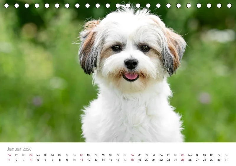 Havaneser Tischkalender 2026 A5